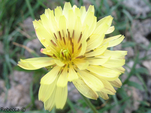 Imperfect flower is beautiful